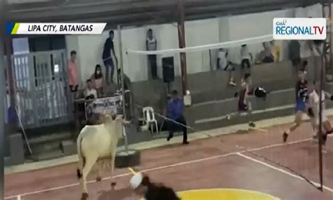 Malaking baka, biglang umeksena sa volleyball game sa Lipa City .